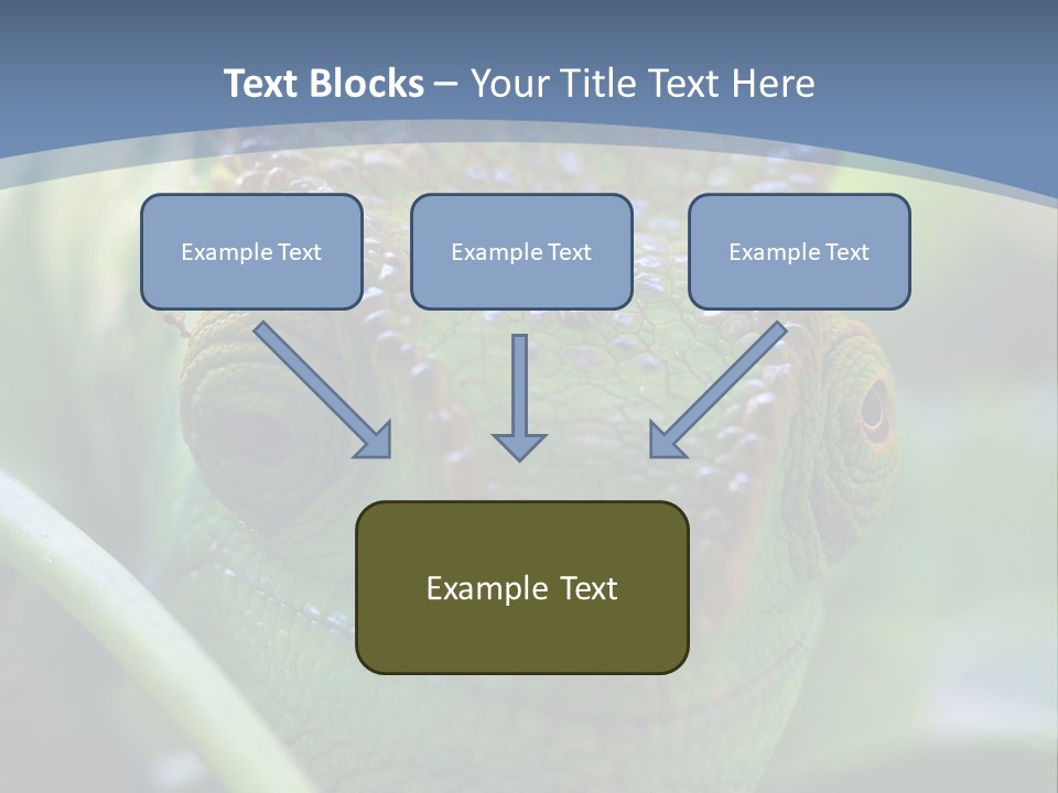 Chameleon Head Calumma Parsonii Chameleonmadagascar PowerPoint Template
