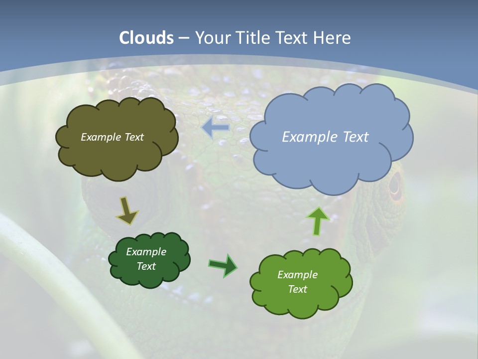 Chameleon Head Calumma Parsonii Chameleonmadagascar PowerPoint Template