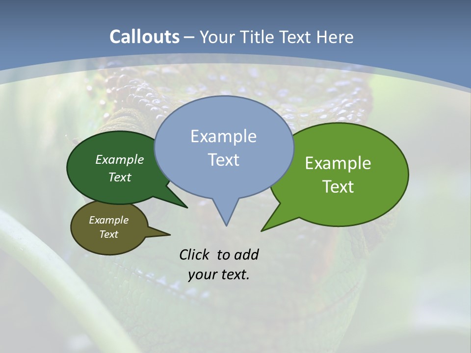 Chameleon Head Calumma Parsonii Chameleonmadagascar PowerPoint Template