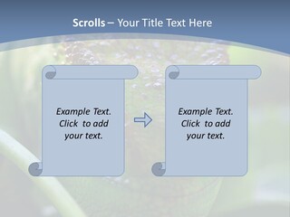 Chameleon Head Calumma Parsonii Chameleonmadagascar PowerPoint Template