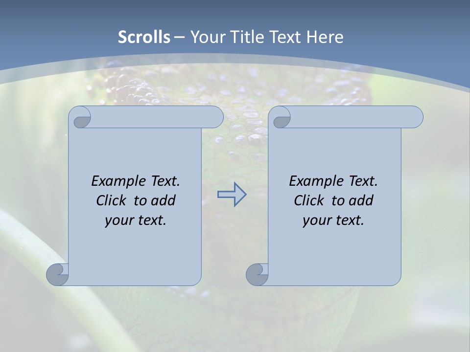 Chameleon Head Calumma Parsonii Chameleonmadagascar PowerPoint Template