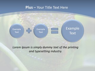 Chameleon Head Calumma Parsonii Chameleonmadagascar PowerPoint Template