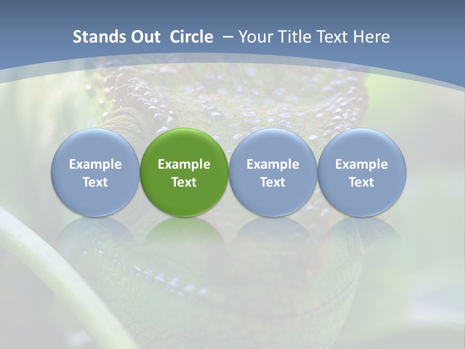 Chameleon Head Calumma Parsonii Chameleonmadagascar PowerPoint Template