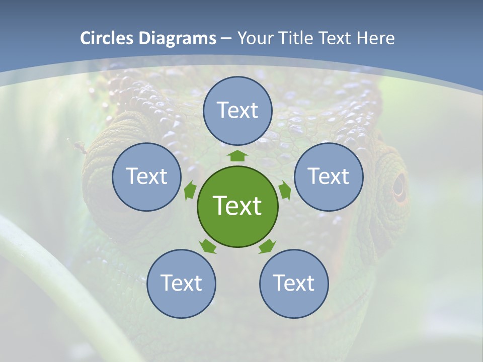 Chameleon Head Calumma Parsonii Chameleonmadagascar PowerPoint Template