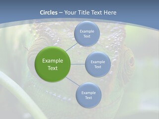 Chameleon Head Calumma Parsonii Chameleonmadagascar PowerPoint Template