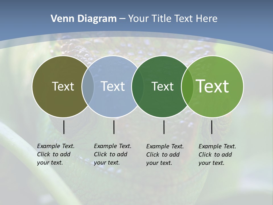 Chameleon Head Calumma Parsonii Chameleonmadagascar PowerPoint Template