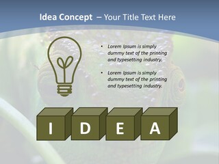 Chameleon Head Calumma Parsonii Chameleonmadagascar PowerPoint Template