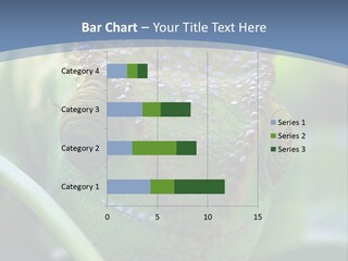 Chameleon Head Calumma Parsonii Chameleonmadagascar PowerPoint Template