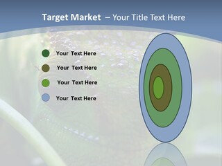 Chameleon Head Calumma Parsonii Chameleonmadagascar PowerPoint Template