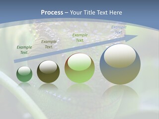 Chameleon Head Calumma Parsonii Chameleonmadagascar PowerPoint Template