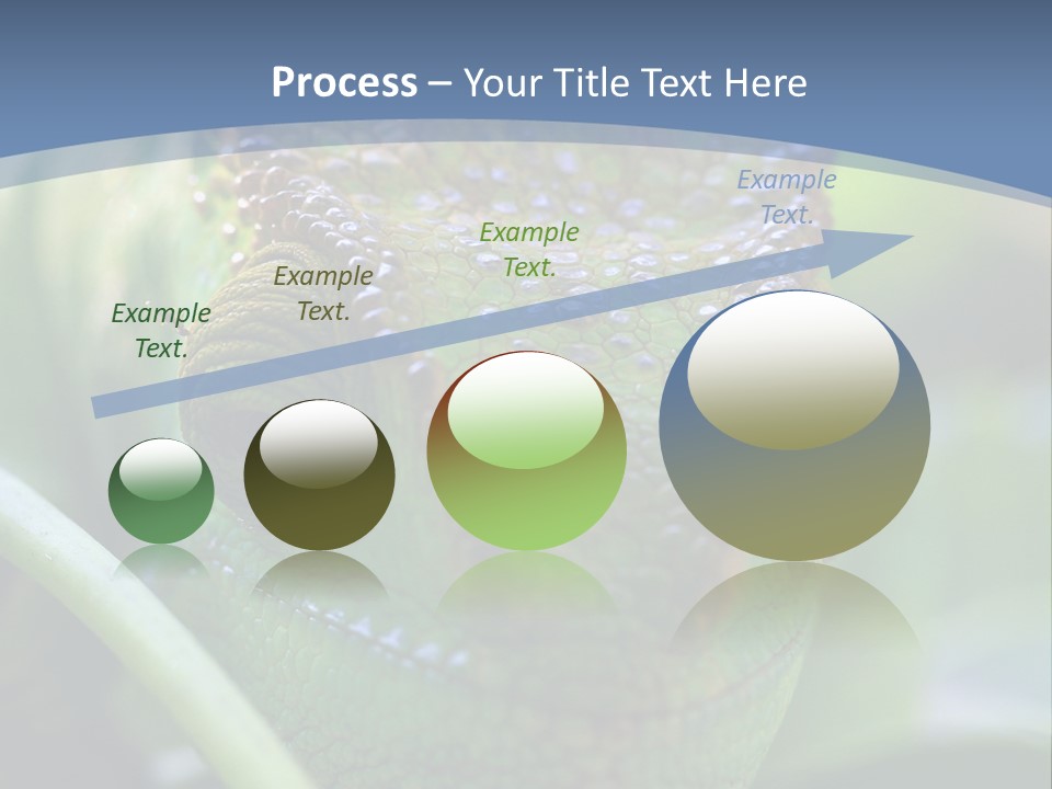 Chameleon Head Calumma Parsonii Chameleonmadagascar PowerPoint Template