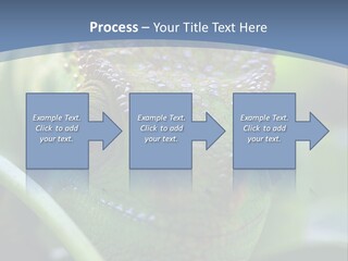 Chameleon Head Calumma Parsonii Chameleonmadagascar PowerPoint Template