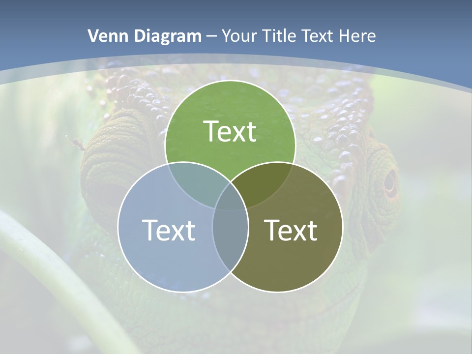 Chameleon Head Calumma Parsonii Chameleonmadagascar PowerPoint Template