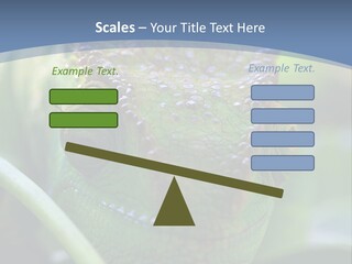 Chameleon Head Calumma Parsonii Chameleonmadagascar PowerPoint Template