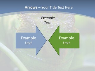 Chameleon Head Calumma Parsonii Chameleonmadagascar PowerPoint Template