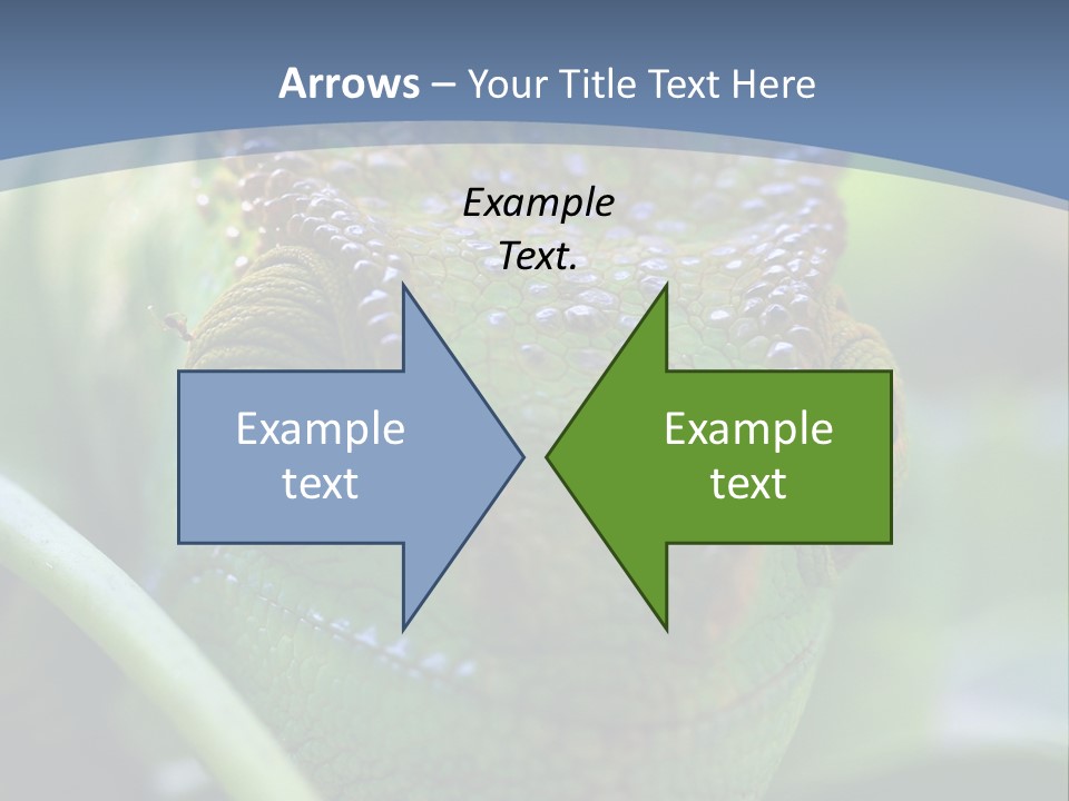 Chameleon Head Calumma Parsonii Chameleonmadagascar PowerPoint Template