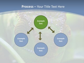 Chameleon Head Calumma Parsonii Chameleonmadagascar PowerPoint Template