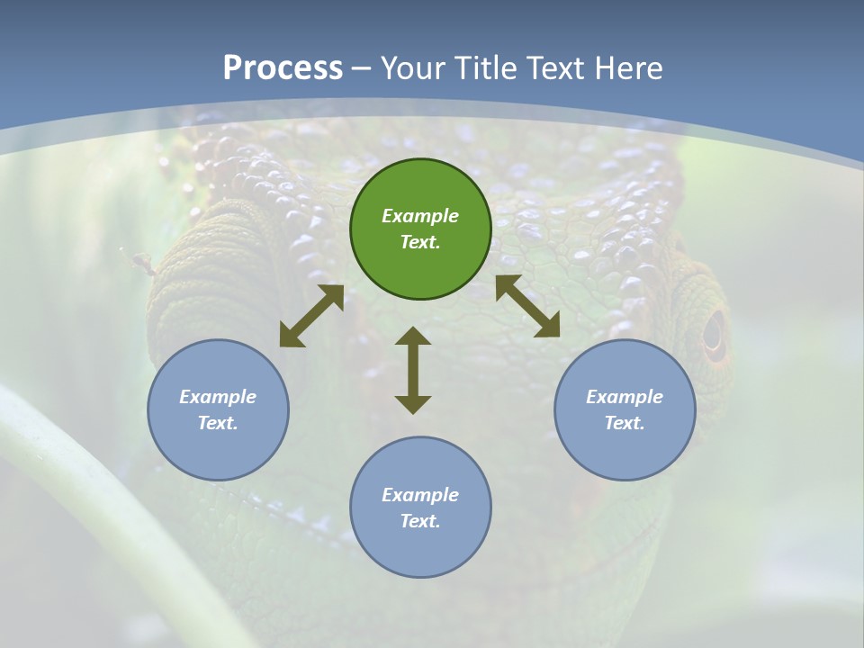 Chameleon Head Calumma Parsonii Chameleonmadagascar PowerPoint Template