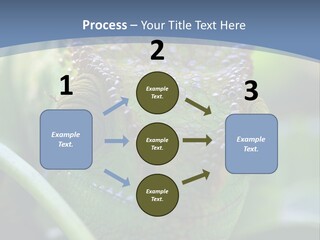 Chameleon Head Calumma Parsonii Chameleonmadagascar PowerPoint Template