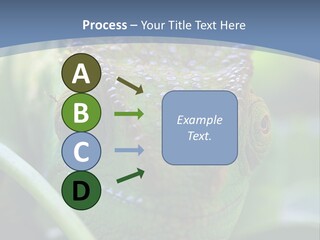 Chameleon Head Calumma Parsonii Chameleonmadagascar PowerPoint Template