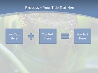 Chameleon Head Calumma Parsonii Chameleonmadagascar PowerPoint Template