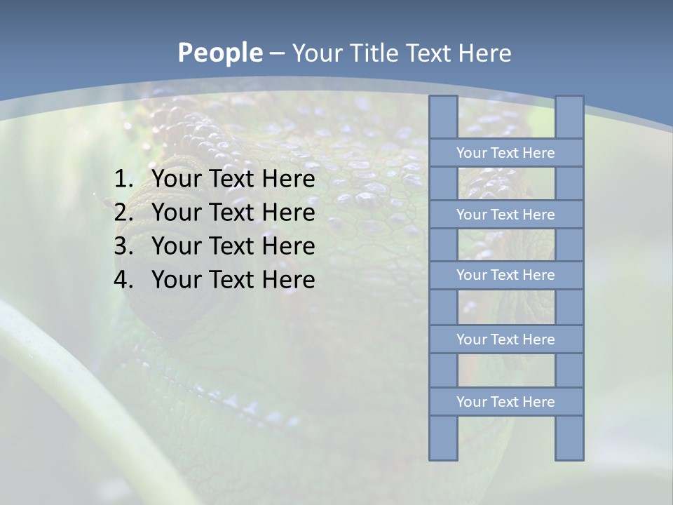 Chameleon Head Calumma Parsonii Chameleonmadagascar PowerPoint Template