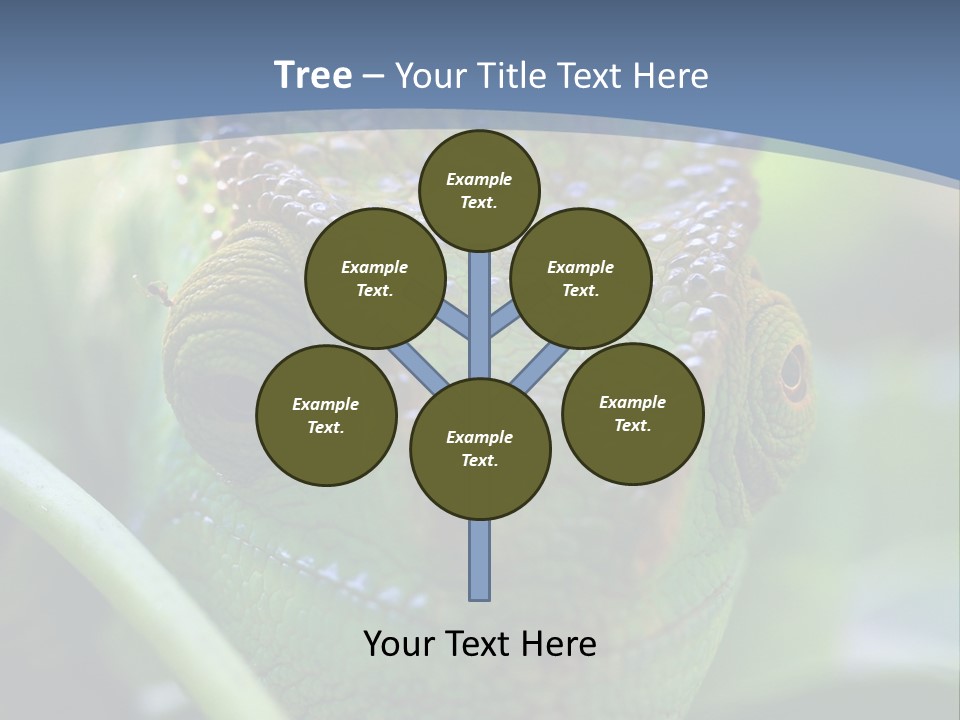 Chameleon Head Calumma Parsonii Chameleonmadagascar PowerPoint Template