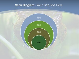 Chameleon Head Calumma Parsonii Chameleonmadagascar PowerPoint Template