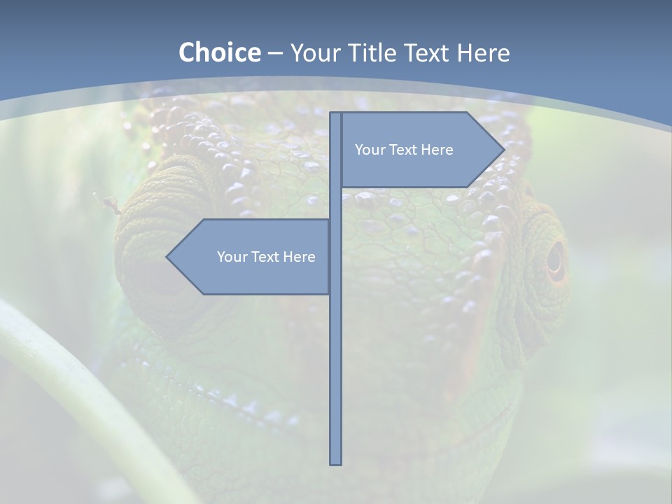 Chameleon Head Calumma Parsonii Chameleonmadagascar PowerPoint Template