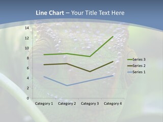 Chameleon Head Calumma Parsonii Chameleonmadagascar PowerPoint Template