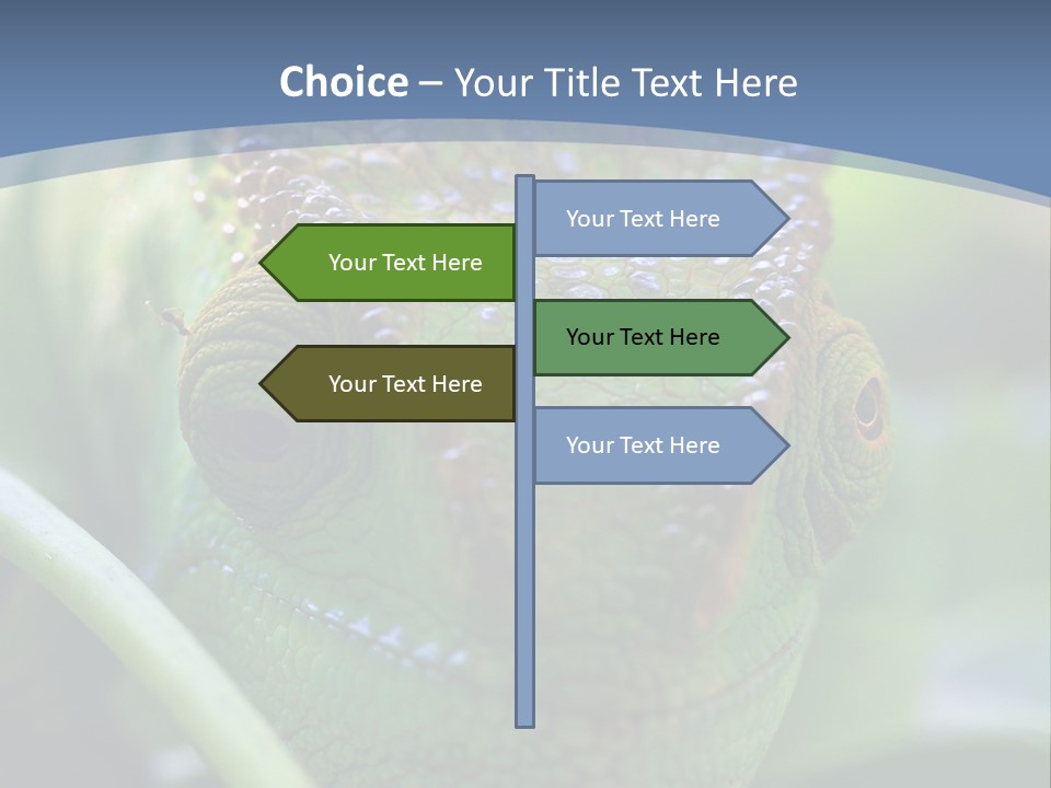 Chameleon Head Calumma Parsonii Chameleonmadagascar PowerPoint Template