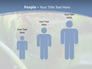 Chameleon Head Calumma Parsonii Chameleonmadagascar PowerPoint Template