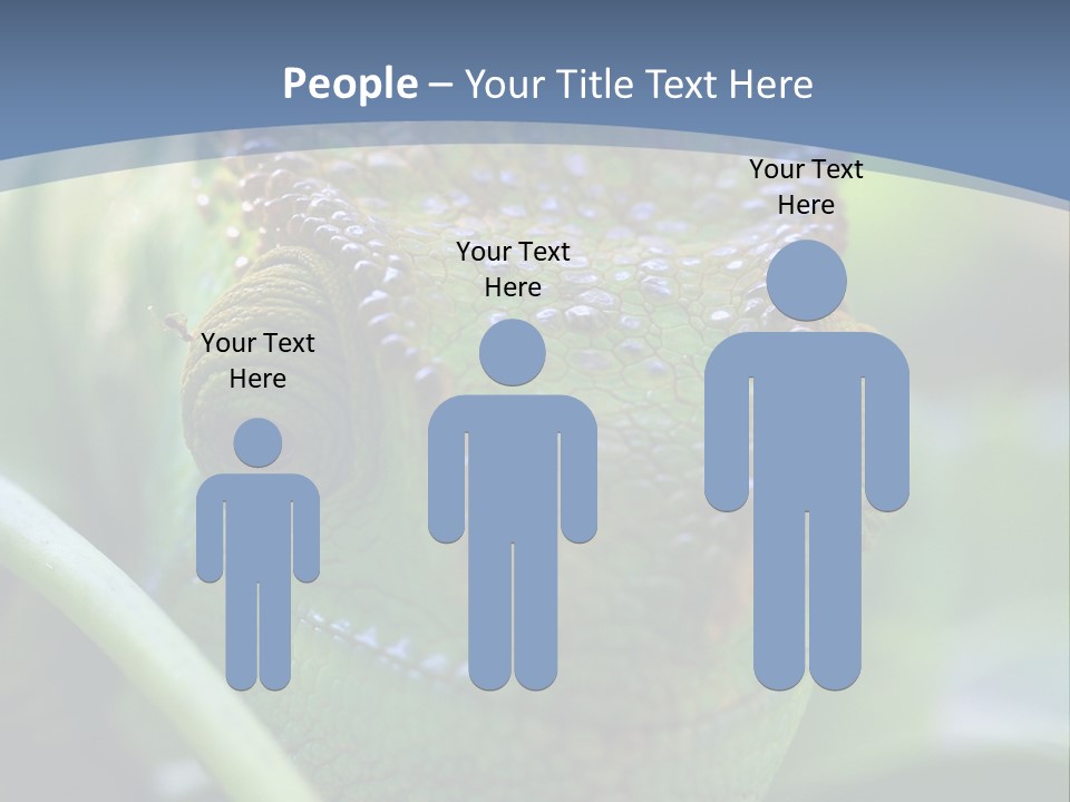 Chameleon Head Calumma Parsonii Chameleonmadagascar PowerPoint Template