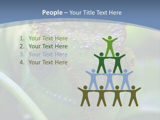 Chameleon Head Calumma Parsonii Chameleonmadagascar PowerPoint Template