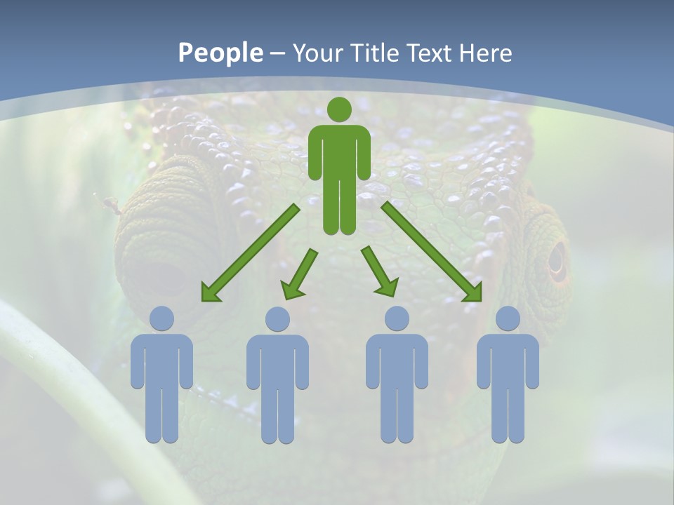 Chameleon Head Calumma Parsonii Chameleonmadagascar PowerPoint Template