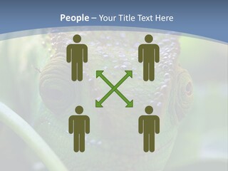 Chameleon Head Calumma Parsonii Chameleonmadagascar PowerPoint Template