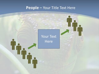 Chameleon Head Calumma Parsonii Chameleonmadagascar PowerPoint Template