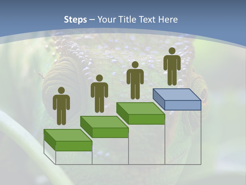 Chameleon Head Calumma Parsonii Chameleonmadagascar PowerPoint Template