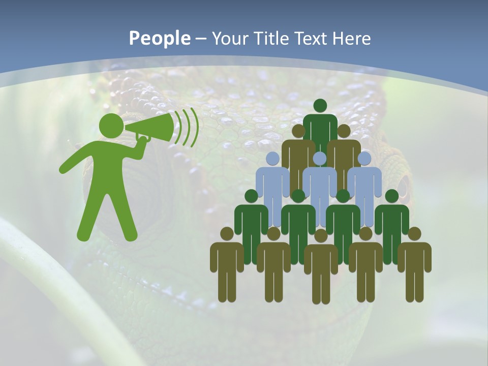 Chameleon Head Calumma Parsonii Chameleonmadagascar PowerPoint Template