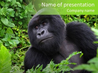 Virunga Gorilla Face Gorilla PowerPoint Template