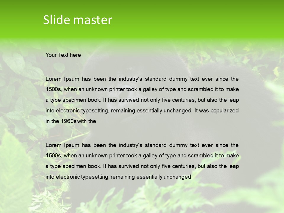 Virunga Gorilla Face Gorilla PowerPoint Template