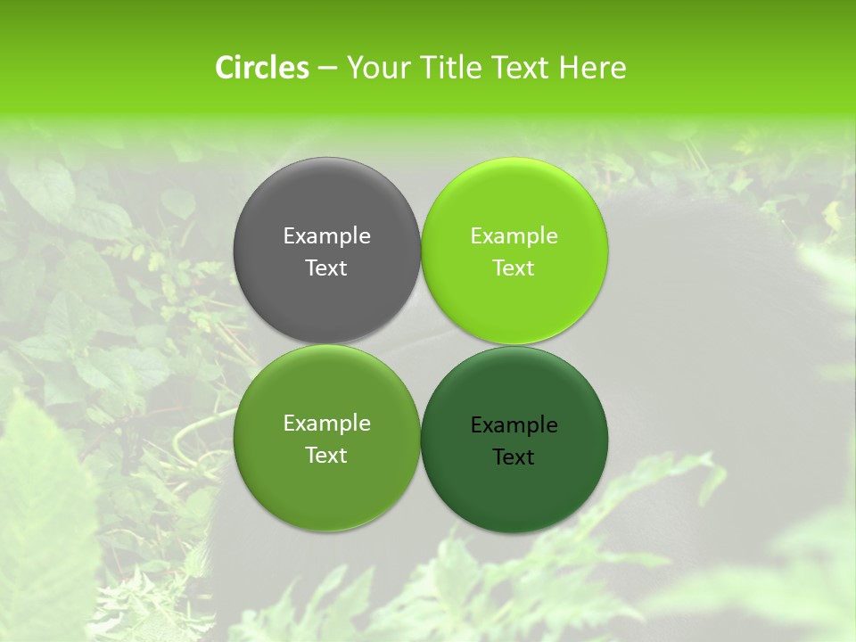 Virunga Gorilla Face Gorilla PowerPoint Template