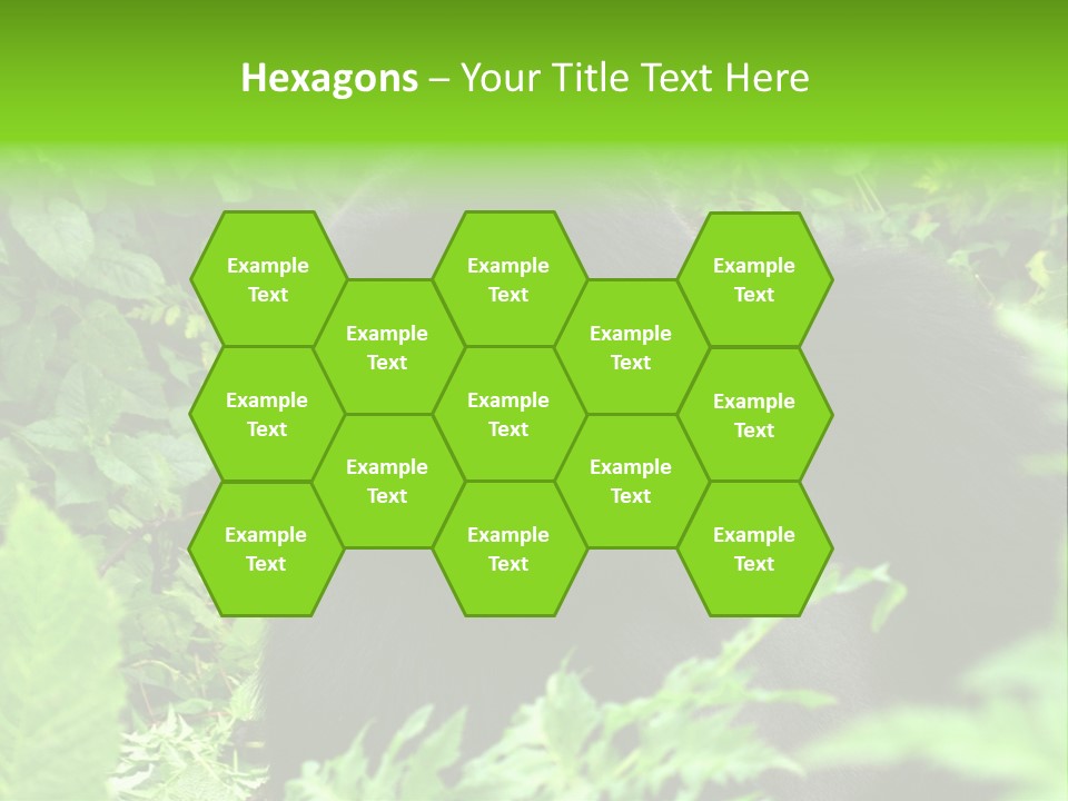 Virunga Gorilla Face Gorilla PowerPoint Template