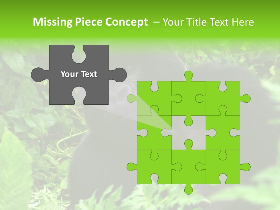 Virunga Gorilla Face Gorilla PowerPoint Template