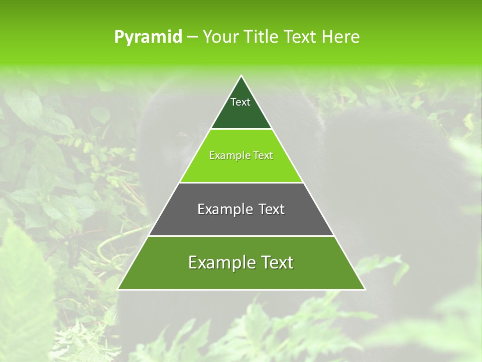 Virunga Gorilla Face Gorilla PowerPoint Template