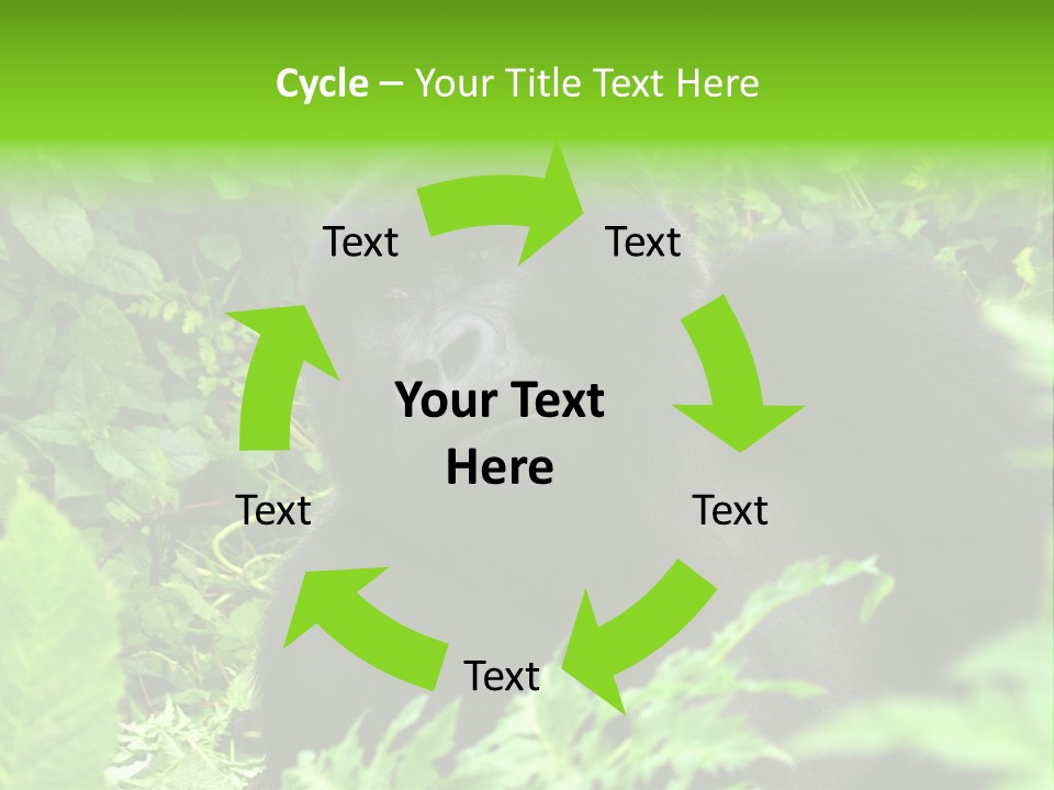 Virunga Gorilla Face Gorilla PowerPoint Template