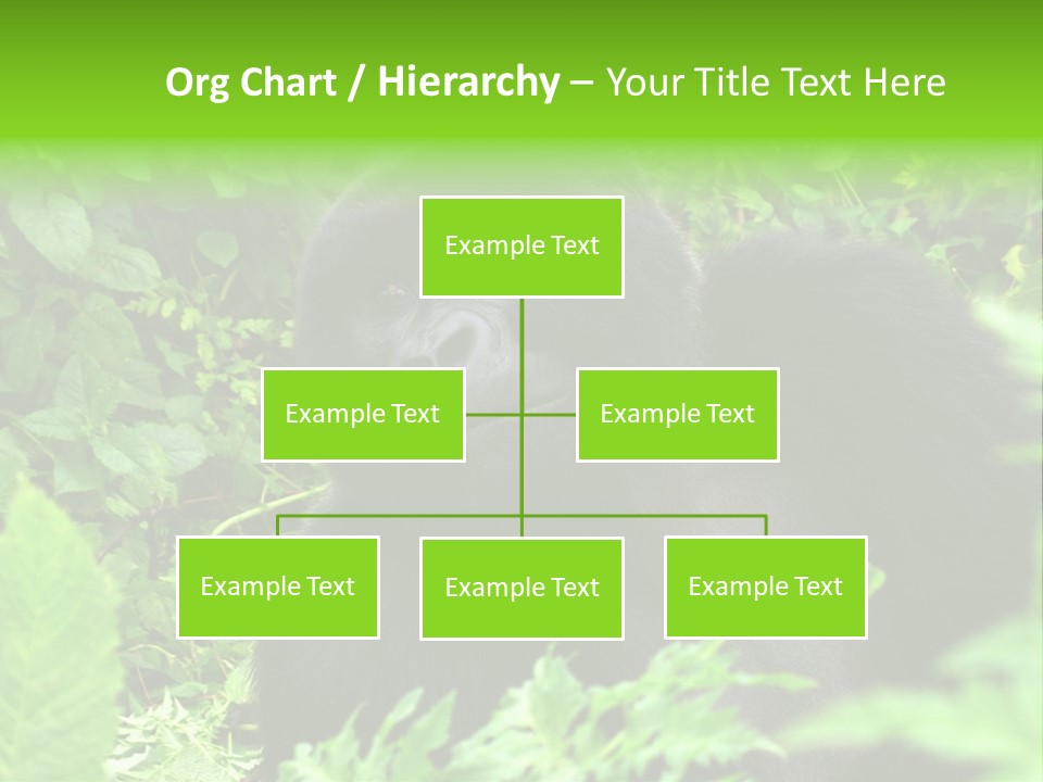 Virunga Gorilla Face Gorilla PowerPoint Template