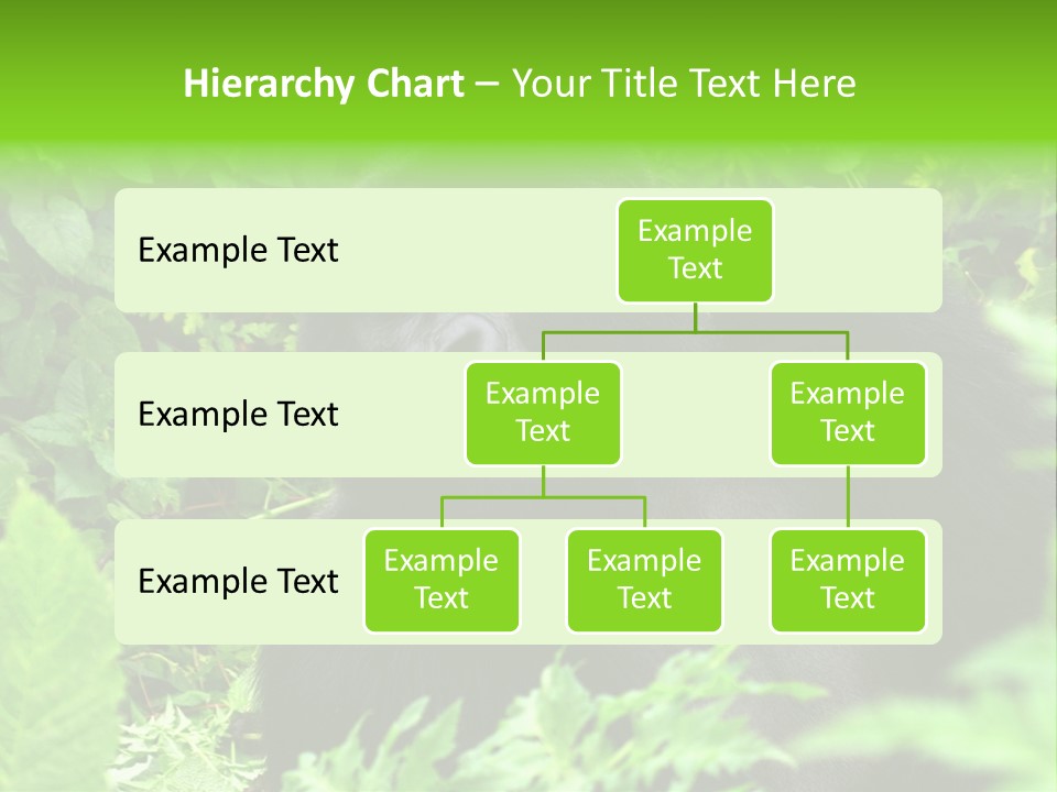 Virunga Gorilla Face Gorilla PowerPoint Template