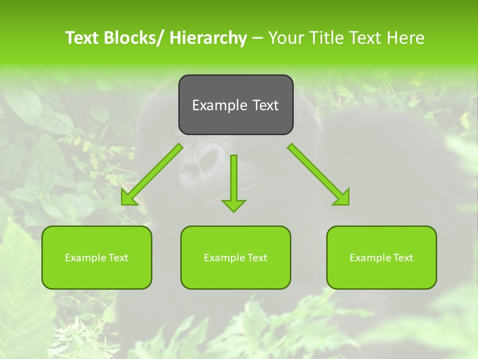 Virunga Gorilla Face Gorilla PowerPoint Template