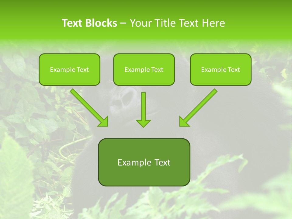 Virunga Gorilla Face Gorilla PowerPoint Template